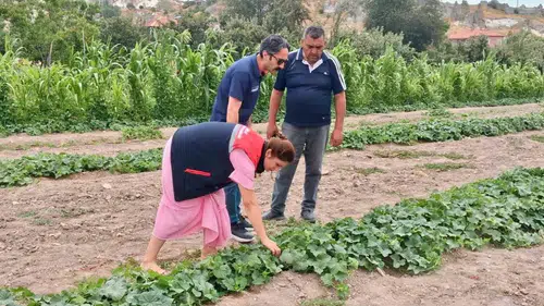 Afyonkarahisar tarlalarında kritik mesai: Ürün sağlığı için mercek altına alındı