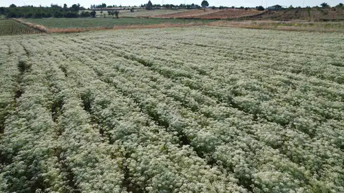 Denizli’nin altın sarısı hasadı: Dünya kekik üretiminin merkezinde ilk orak vuruldu