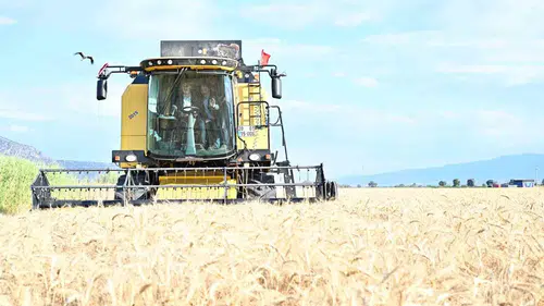 Denizli’de yerli tohumla verim seferberliği: Vali Köşger biçerdöver koltuğuna geçti