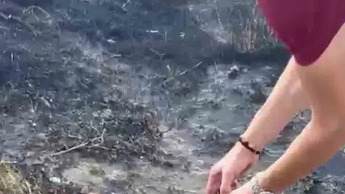 Pamukkale'deki yangın felaketinde duygulandıran anlar: Alevlerden kurtarılan kaplumbağaya şefkat eli