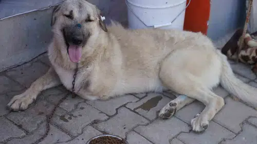 Silahlı saldırıdan kurtulan Yaman'a yurt dışından kucak açtılar