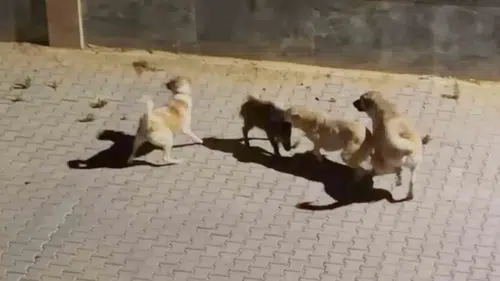 Doğada eşine az rastlanır dayanışma: Köpeklerin kıskacındaki domuzu sürüsü kurtardı