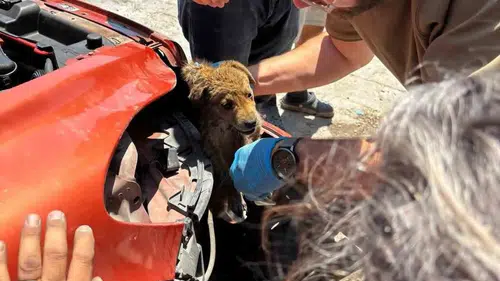 Söke'de korku dolu anlar: Aracın tamponuna giren yavru köpek için seferber oldular