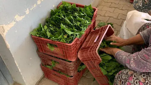 Sarıgöl'de bağlarda hareketli mesai: Yaprak fiyatlarında yeni dönem