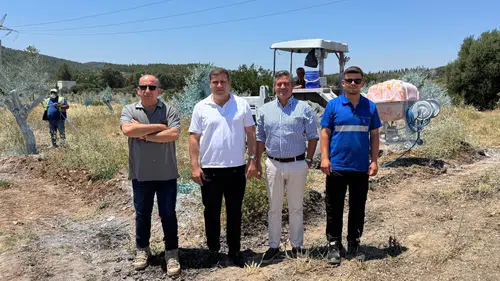 Milas’ın bereketli topraklarında bilimsel dokunuş: Zeytin ağaçları geleceğe taşınıyor