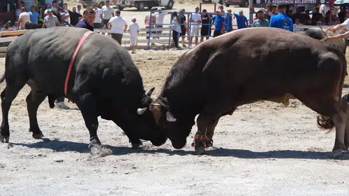 Germencik arenasında Yörük rüzgarı: 65 çift boğa kıran kırana yarıştı