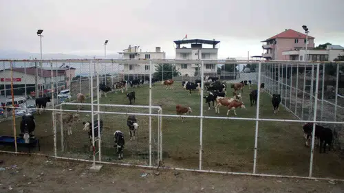 Alevler kapıya dayandı, Mutaflar Mahallesi’nde halı saha hayvan barınağına dönüştü