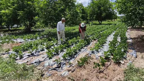 Kütahya tarımında verim yüzleri güldürecek: Nohut ve barbunyada hasat beklentisi netleşti