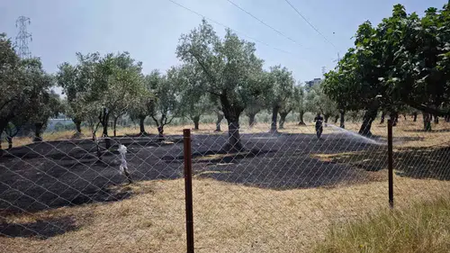 Nazilli’de zeytinlikleri korkutan yangın: Ekipler iki saatte kontrol altına aldı