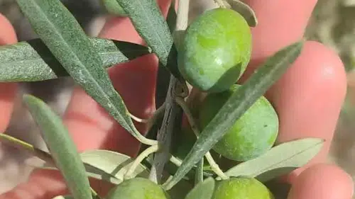 Didimli zeytin üreticilerine kritik uyarı: Hasat öncesi sinek alarmı