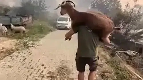 Alevlerin arasından can dostuna siper oldu: Sırtında taşıyarak kurtardı