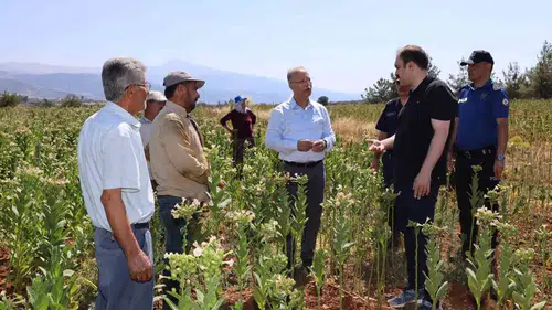 Karacasu’da tütün tarlasında mesai: Kaymakam Battal üreticinin yanında