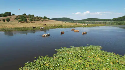 Kuraklığa direnen Süleymanlı Yayla Gölü yeniden doğuşunu kutluyor