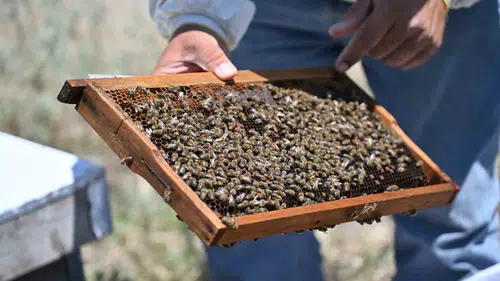Manisa'da arıcılık seferberliği: Üreticiye ücretsiz ana arı desteği