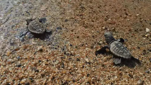 Ege’nin Kumsallarında Yeni Nesil: 504 Caretta Caretta Denizle Buluştu