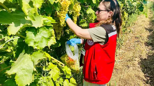 Manisa’da 7 İlçede Organik Üzüm Mesaisi: Bağlardan Laboratuvara Uzanan Titiz Takip