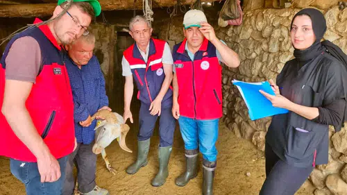 Bolvadin’de hayvancılıkta verim seferberliği: Sürüler tek tek inceleniyor