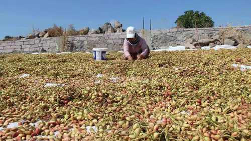 Yuntdağı’nın Gururu Hasat Şenliği ile Taçlanıyor: Antepli Tüccarın Gözdesi Artık Kendi Sahnesinde