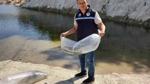 Soma’nın suları bereketleniyor: 250 bin sazan yavrusu doğaya bırakıldı