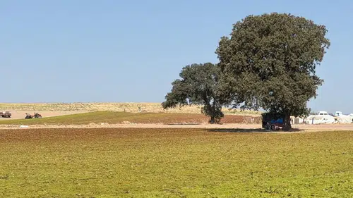 Saruhanlı’da bağ bozumu heyecanı: Kaymakam ve İl Müdürü sahaya indi