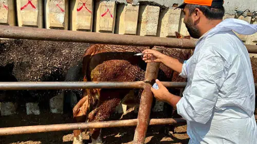Çay'da hayvancılıkta güvenlik önlemleri: İthal hayvanlara sıkı denetim