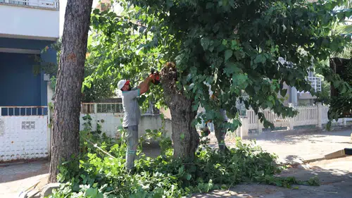 Nazilli’de mevsim geçişi mesaisi: Yeşil alanlar kışa hazırlanıyor