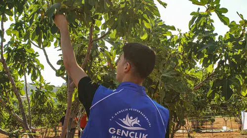 Germencik’te gençlerden sarı altına vefa: İncir bahçelerinde ter döktüler