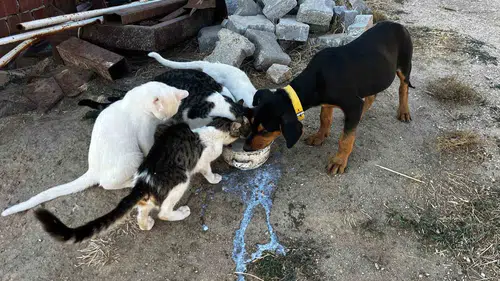 Bahçesinde Büyüttüğü Kedi ve Köpeklerden İnsanlık Dersi: "Kavgasız Bir Dünya Mümkün"