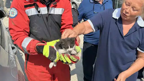 Menteşe'de yürekleri ağza getiren kedi kurtarma operasyonu