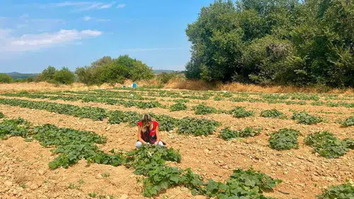Dazkırı’da tarımsal dönüşüm mesaisi: Çiftçinin yeni rotası barbunya ve tütün