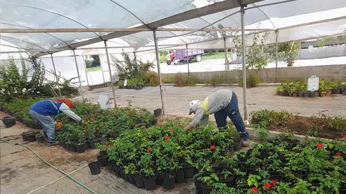Didim kendi çiçeğini kendi üretiyor: Parklar artık belediyenin fidanlığından yeşeriyor