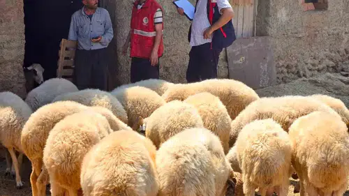 Afyonkarahisar'da hayvancılıkta verim artışı için kritik adım: Sürüler tek tek kayıt altına alınıyor