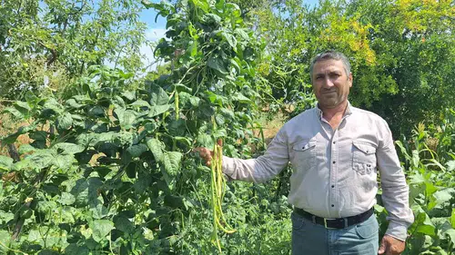 Manisa'nın bereketli yaylalarında hasat zamanı: Börülce üreticisi kazancından memnun
