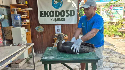 Söke’de tesadüfen bulundu: Doğanın nadir misafiri emin ellerde