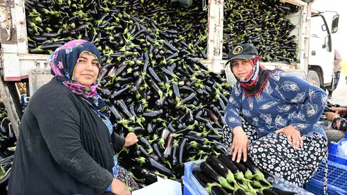 Selin vurduğu tarlada yüzleri güldüren dönüşüm: Üreticiye can suyu oldu