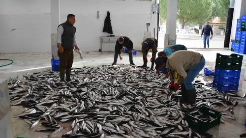 Muğla’nın İhracatında Rekor Temmuz: Dış Ticaret Dengesinde 3,6 Kat Fark