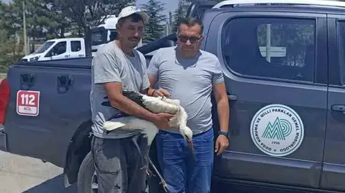 Doğanın sessiz çığlığına duyarsız kalmadılar: Yaralı leylek emin ellerde