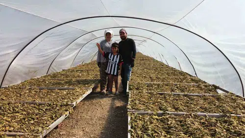 Tütün tarlalarında filizlenen bir ömür: Hasat zamanı geldi