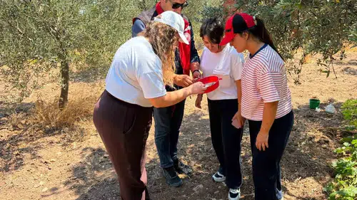 Manisa'da hasat nöbeti: Zararlılarla mücadelede kritik takip dönemi