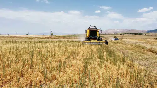 Yerli tohumun zaferi: Borsa-20 nohudu ilk hasadıyla çiftçinin umudu oldu