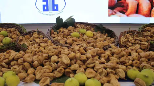Aydın’da kuru incir sezonu açıldı: İlk hasat 850 TL’den borsada yerini aldı