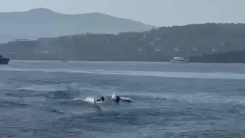 Bodrum'un mavi sularında beklenmedik misafirler: Tatilcilerin yunus keyfi