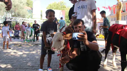 Yerkesik’te 38. Geleneksel Festivalde Minik Şampiyonlar Podyumda: Buzağı Güzellik Yarışması Büyük Beğeni Topladı