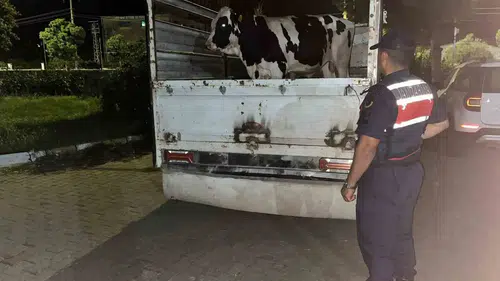 350 bin liralık vurgun girişimi jandarmaya takıldı: Hayvanlar sahibine kavuştu
