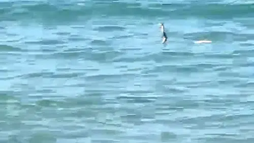 Çeşme’de Deniz Keyfi Yılana Takıldı: Sığ Suda Yüzen Sürüngen Tatilcileri İkiye Böldü