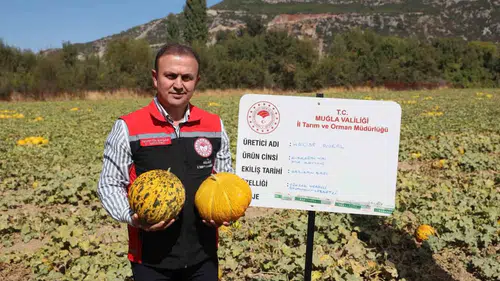 Menteşe’nin kadim lezzetleri gün yüzüne çıktı: Yayla kavununda hasat heyecanı