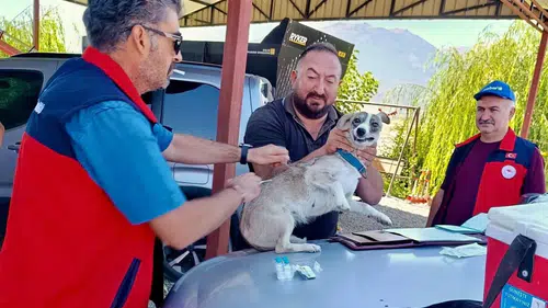 Afyonkarahisar’da sevimli dostlara koruma kalkanı: Kuduz riski için harekete geçildi