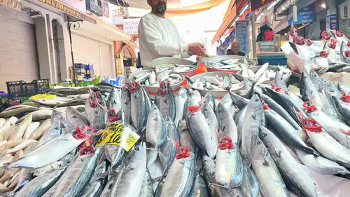 Kırmızı ete alternatif İzmir'den çıktı: Palamut bereketi sofraları şenlendirdi