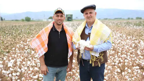 İncirliova’da beyaz altın mesaisi: Çiftçinin yüzü gülüyor