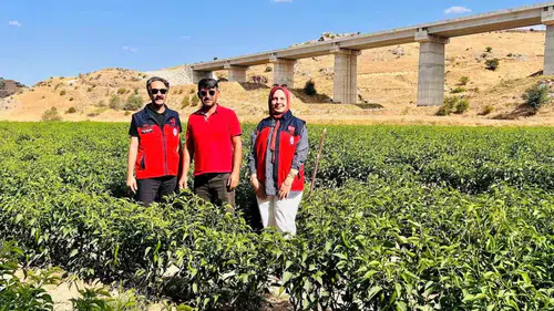 İscehisar toprağında yeni dönem: Jalapeno biberiyle kazanç kapısı aralanıyor